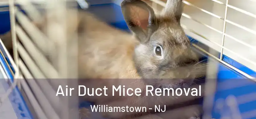Air Duct Mice Removal Williamstown - NJ